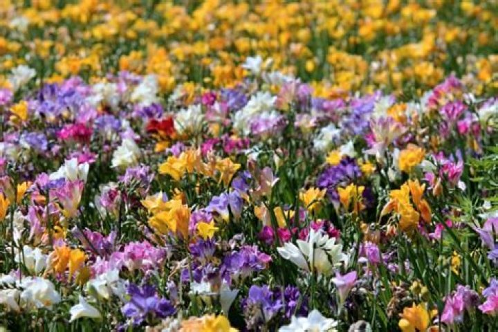 Do freesias flower more than once