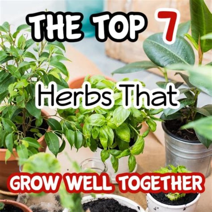 Do herbs grow well in greenhouses