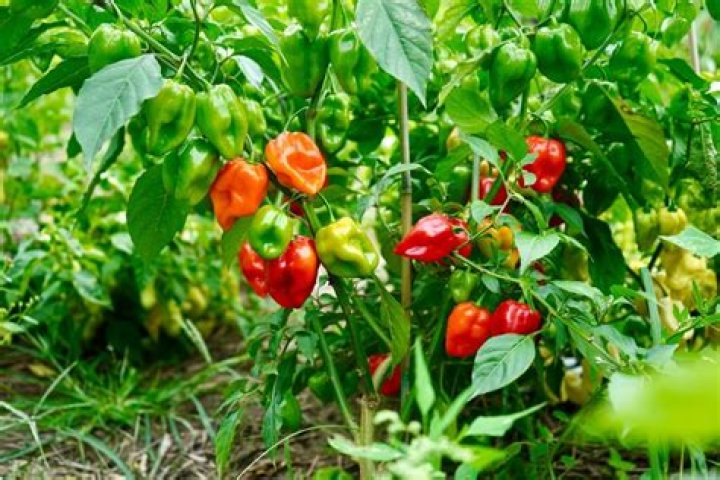 Do I need to refrigerate habanero peppers