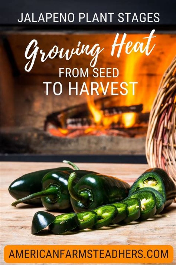 Do jalapeno plants keep producing