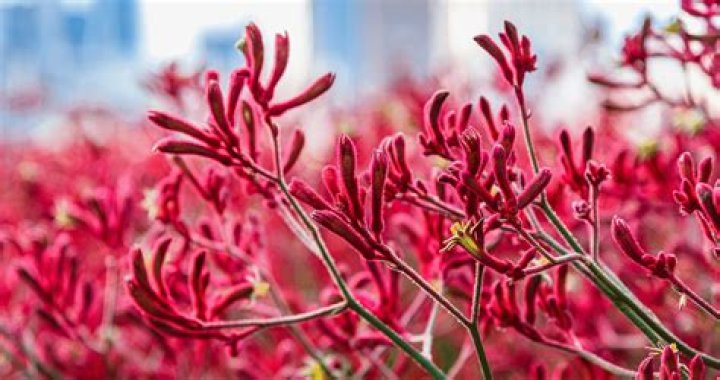 Do kangaroo paws bloom year round