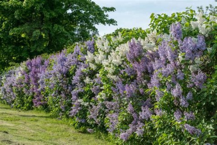 Do lilacs like sun or shade