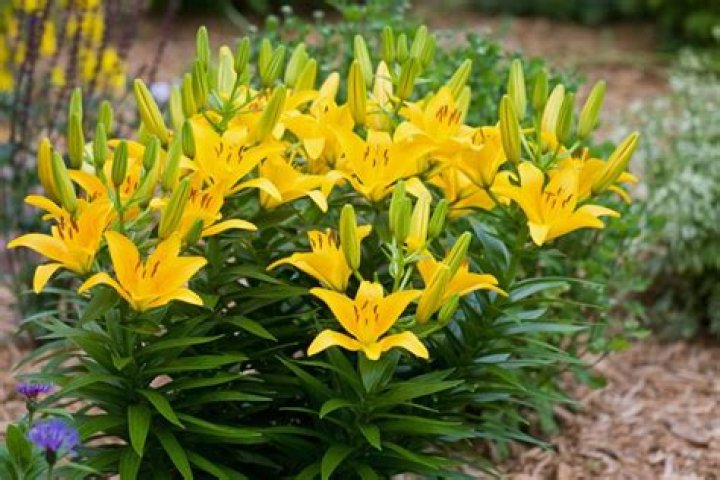 Do lilies grow all year round