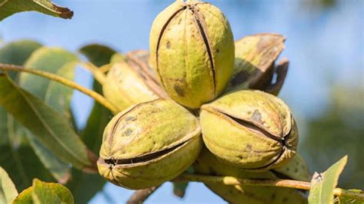 Do male pecan trees produce nuts