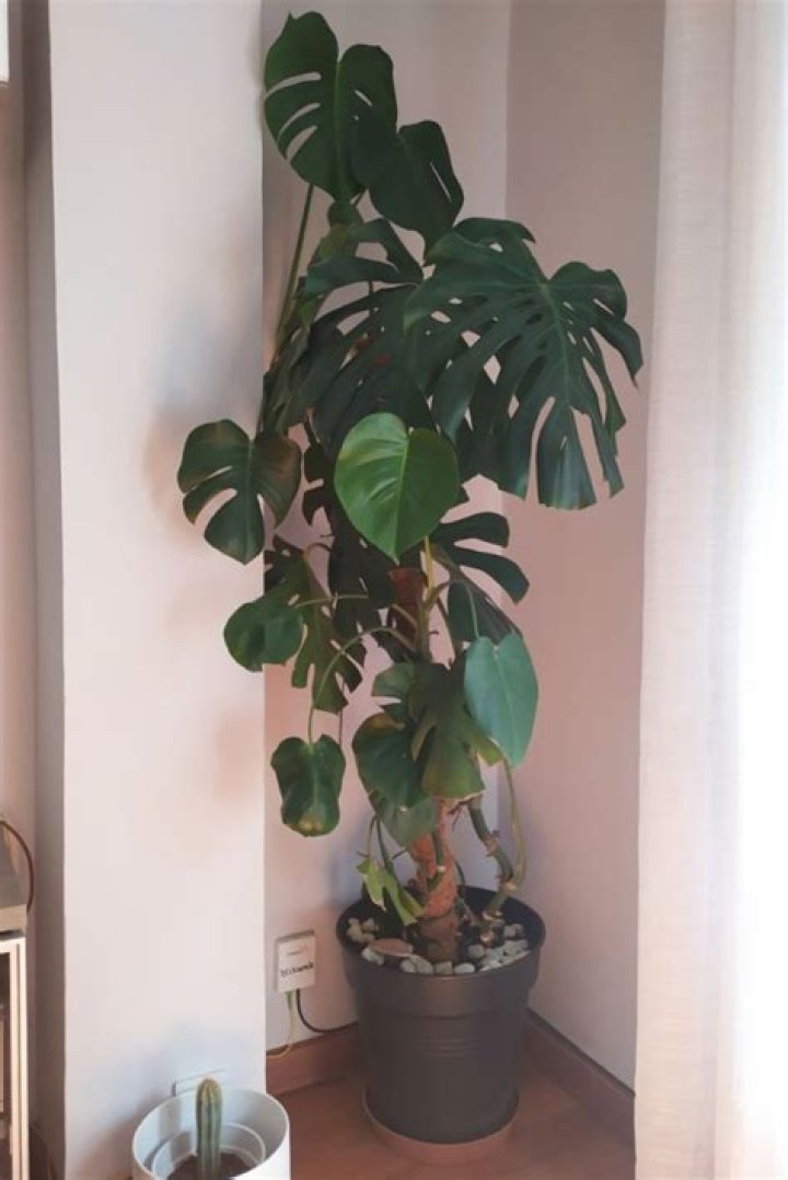 Do Monstera leaves get bigger