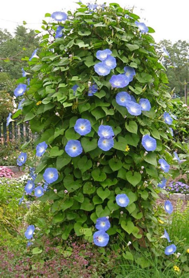 Do morning glories need a trellis