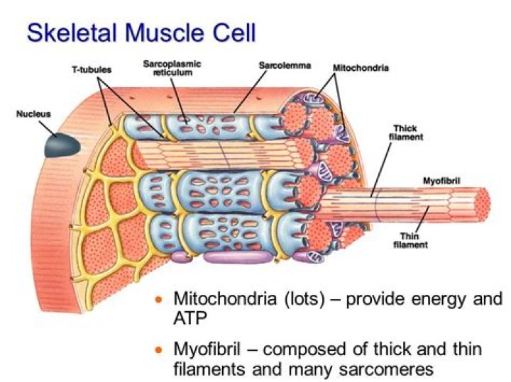Do muscle cells have membrane