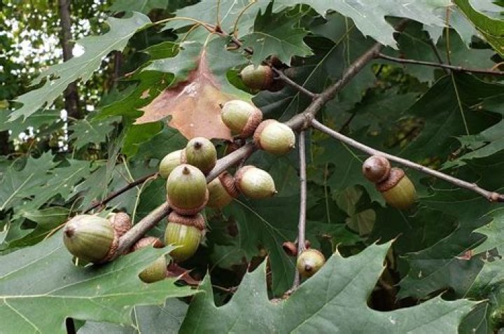 Do northern red oak trees have acorns