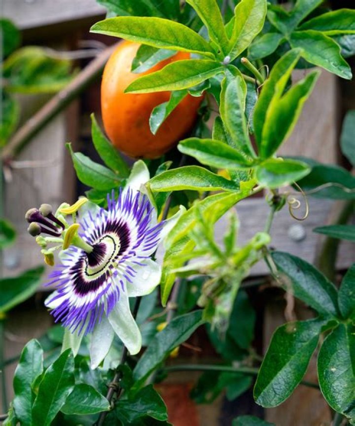 Do passion flowers grow in the UK
