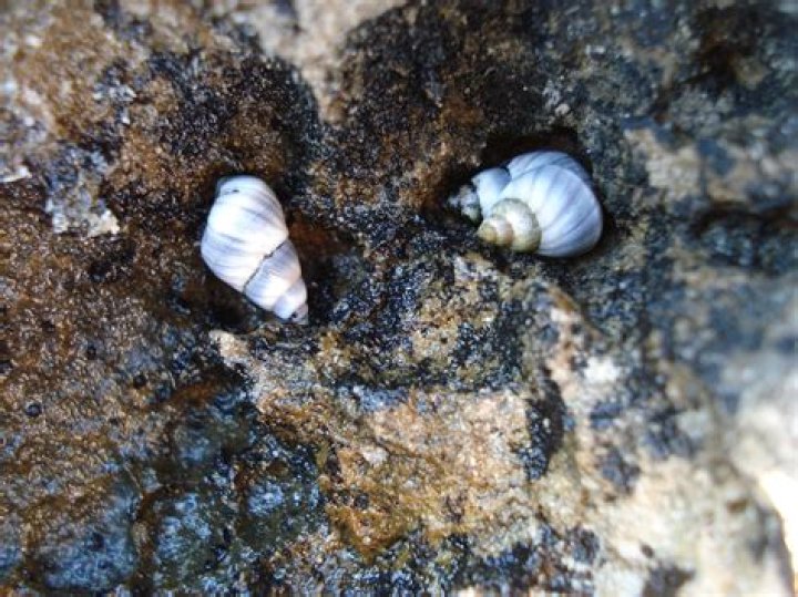 Do periwinkles need alot of water