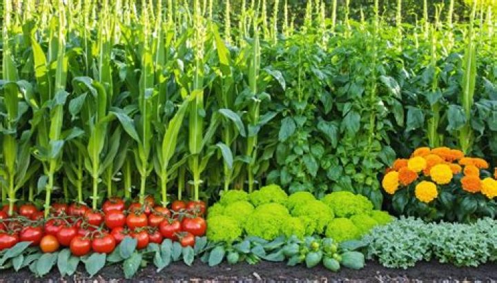 Do plants grow better with love