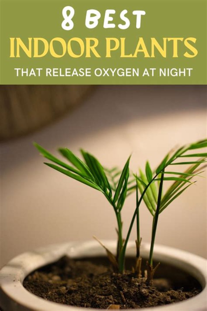 Do plants take in oxygen at night