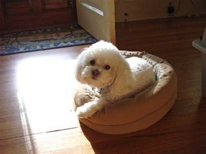 Do puppies know you love them