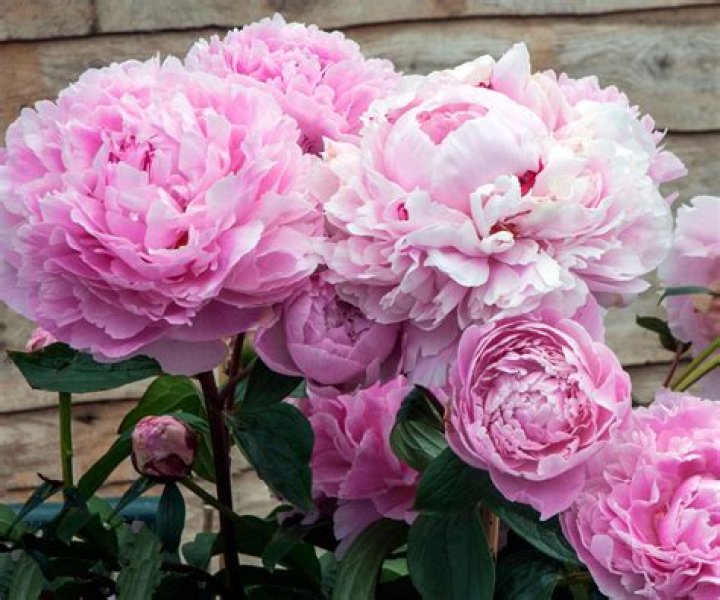 Do Sarah Bernhardt peonies spread