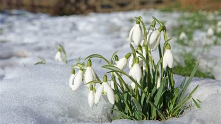 Do snowdrops grow from bulbs