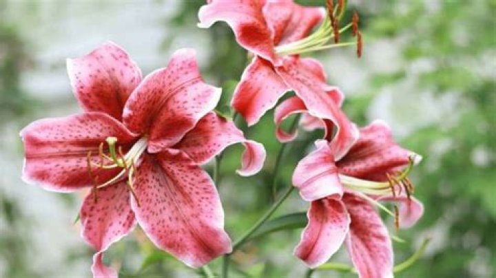 Do stargazer lilies need full sun