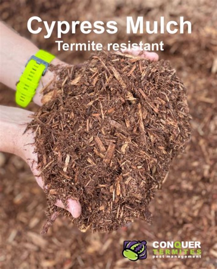 Do termites eat pecky cypress