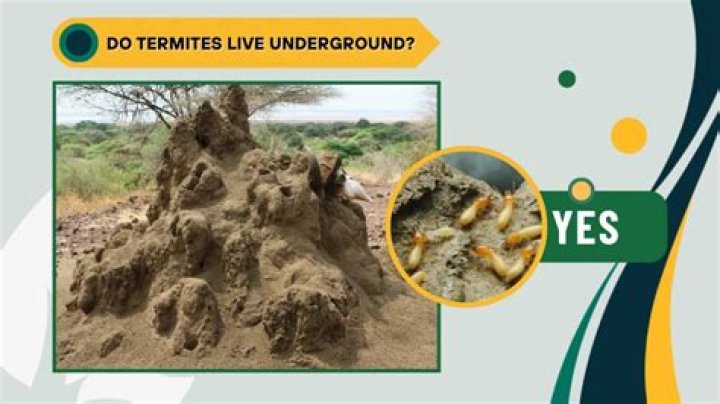 Do termites live under gravel