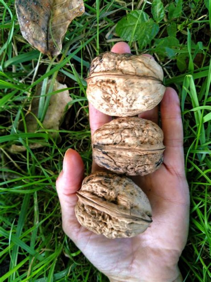 Do walnuts need to be grafted
