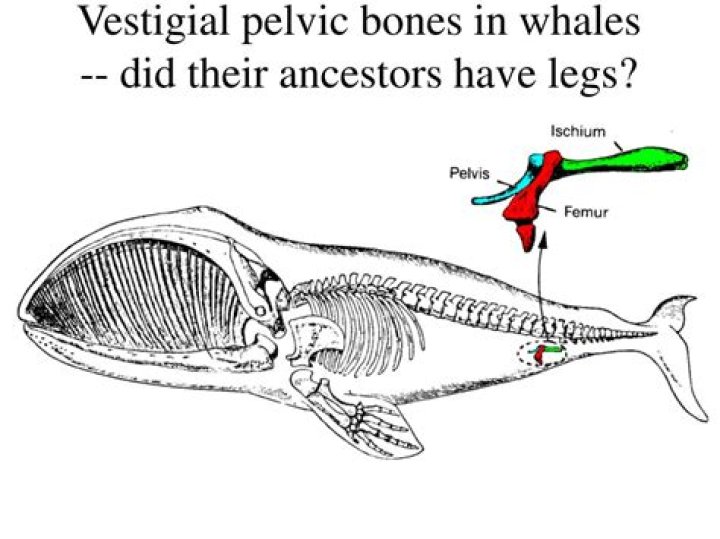 Do whales have vestigial legs