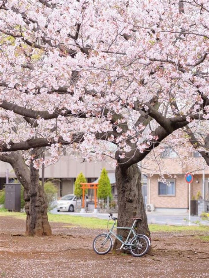 Do Yoshino cherry trees grow fast