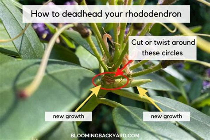 Do you dead head a daisy tree