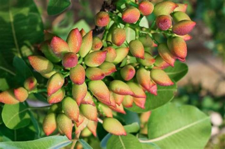 Do you need 2 pistachio trees