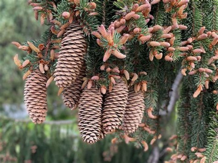 Does a spruce tree have cones