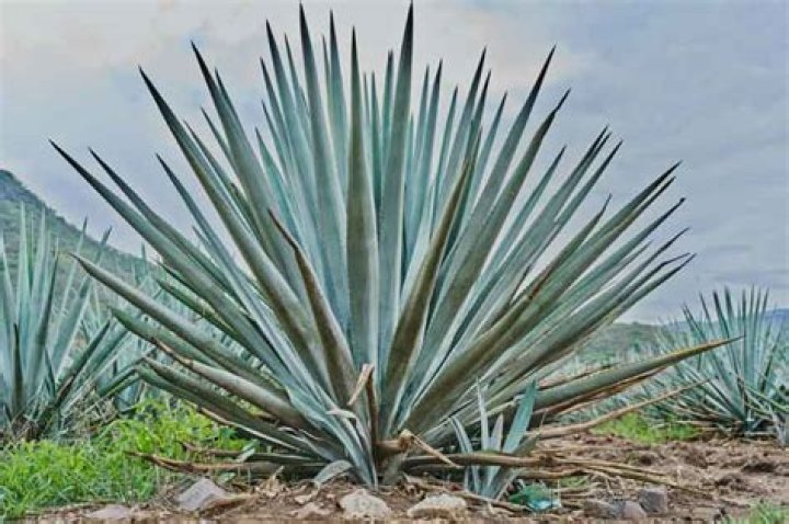 Does agave taste like tequila