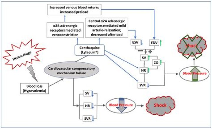 Does BP decrease with hypovolemia