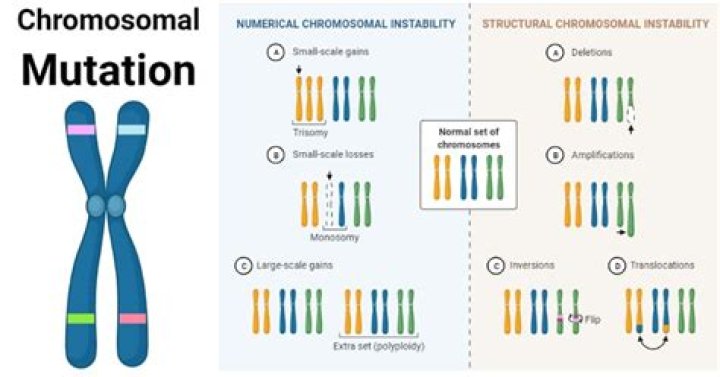 Does cell division cause mutation