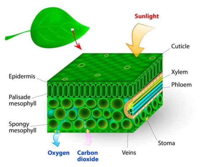 Does chlorophyll help with oxygen