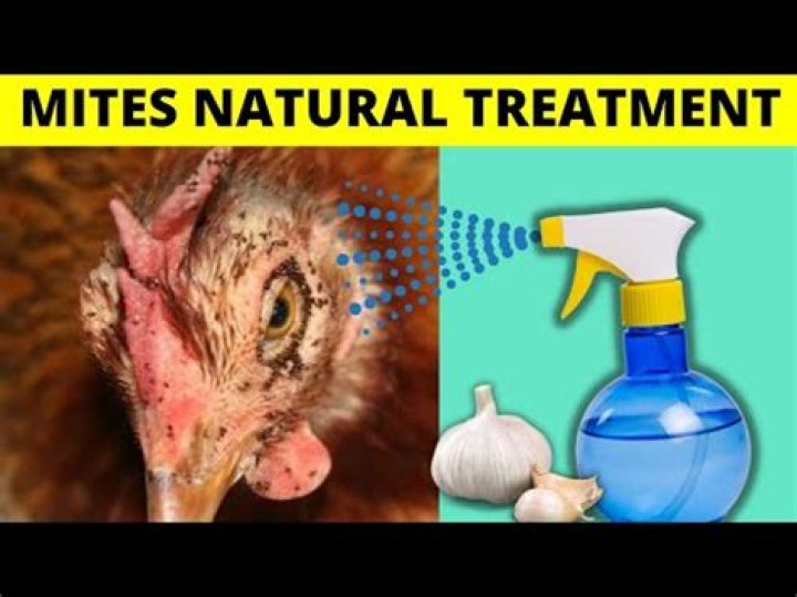 Does dish soap kill chicken mites