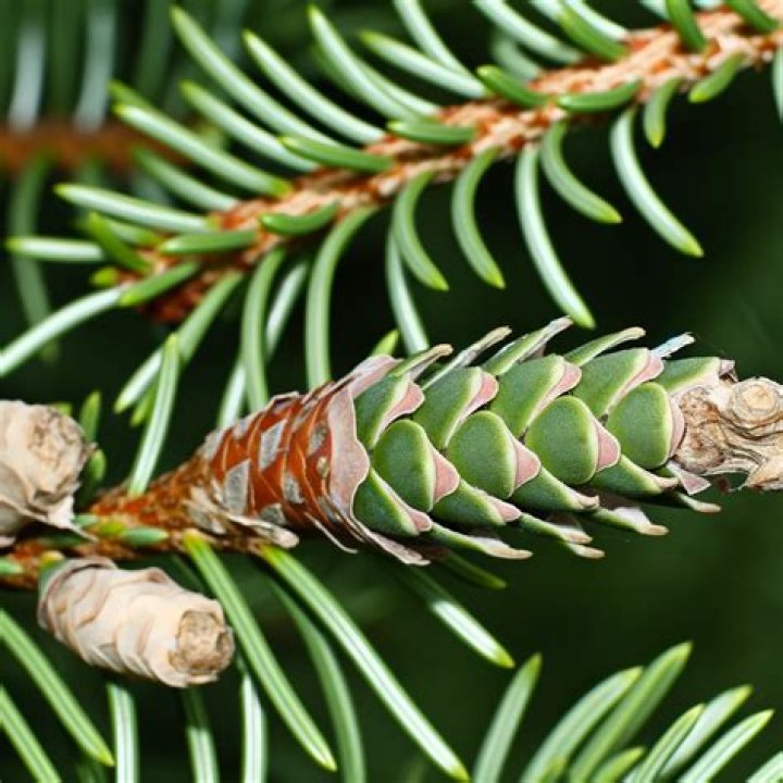 Does Douglas fir have a smell