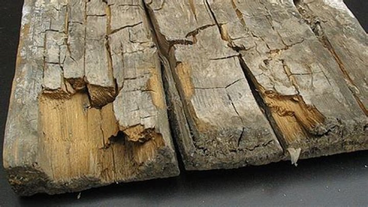 Does dry rot give off a smell