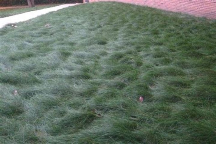 Does fescue grow in the South