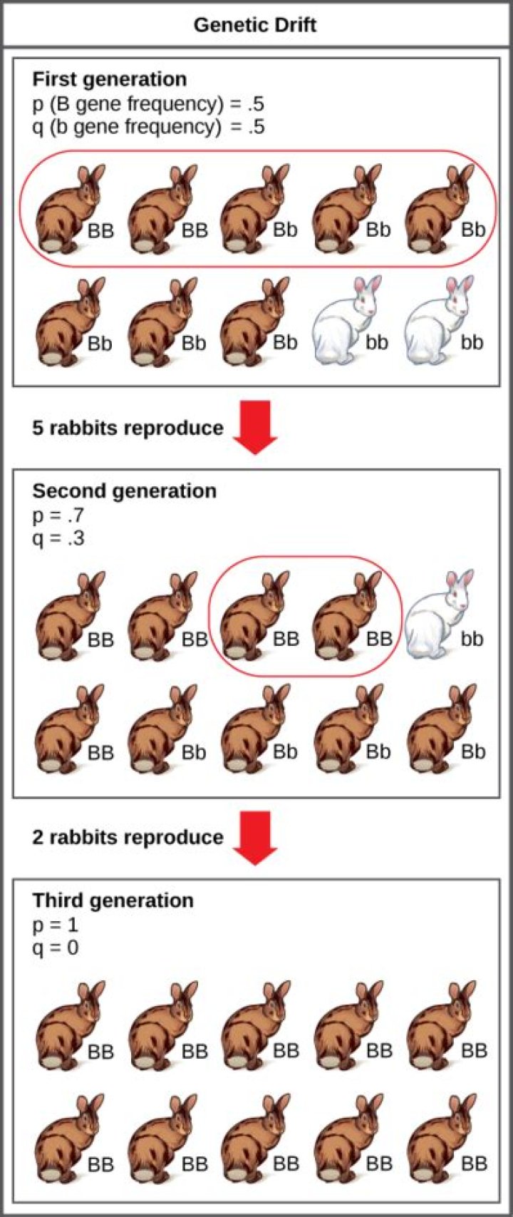 Does genetic drift need variation