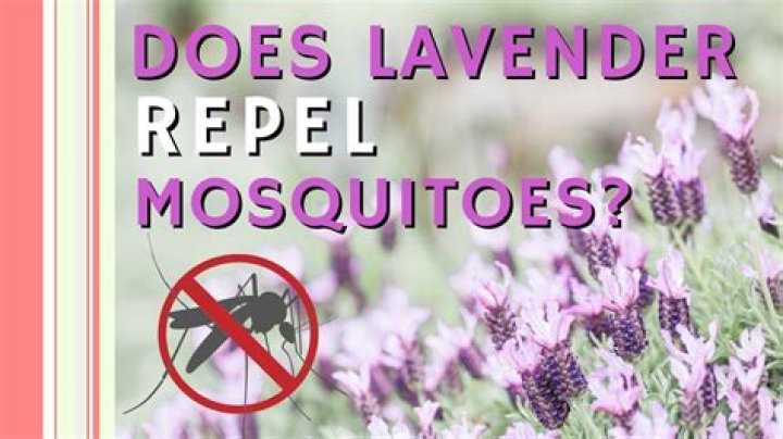 Does lavender oil keep flies away