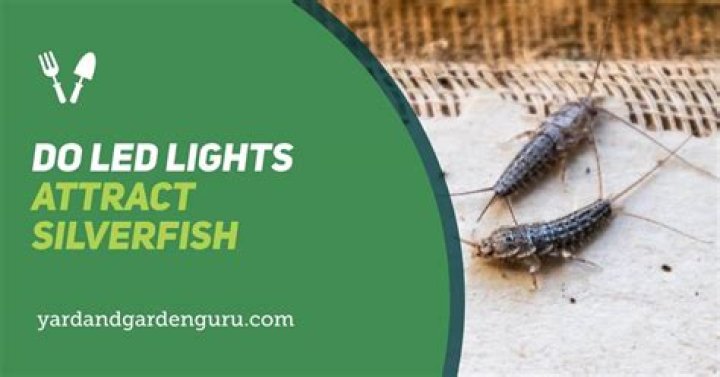 Does light attract silverfish