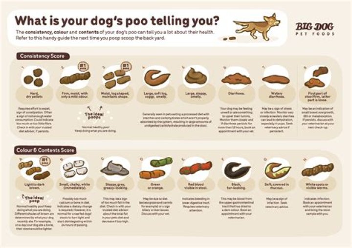 Does lime stop dog poop smell