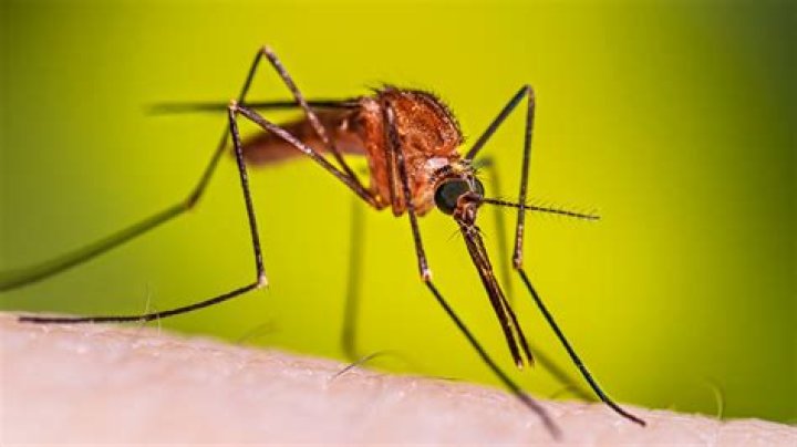 Does Miami have mosquitoes