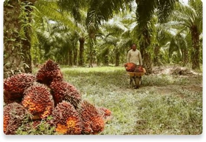 Does Nutella still use palm oil