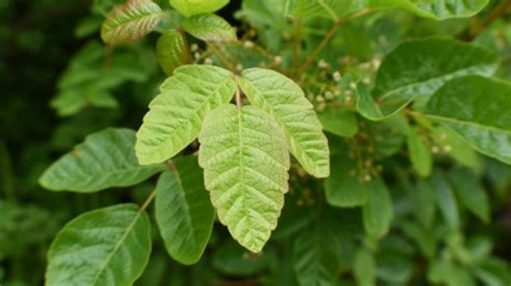 Does poison oak live in Idaho