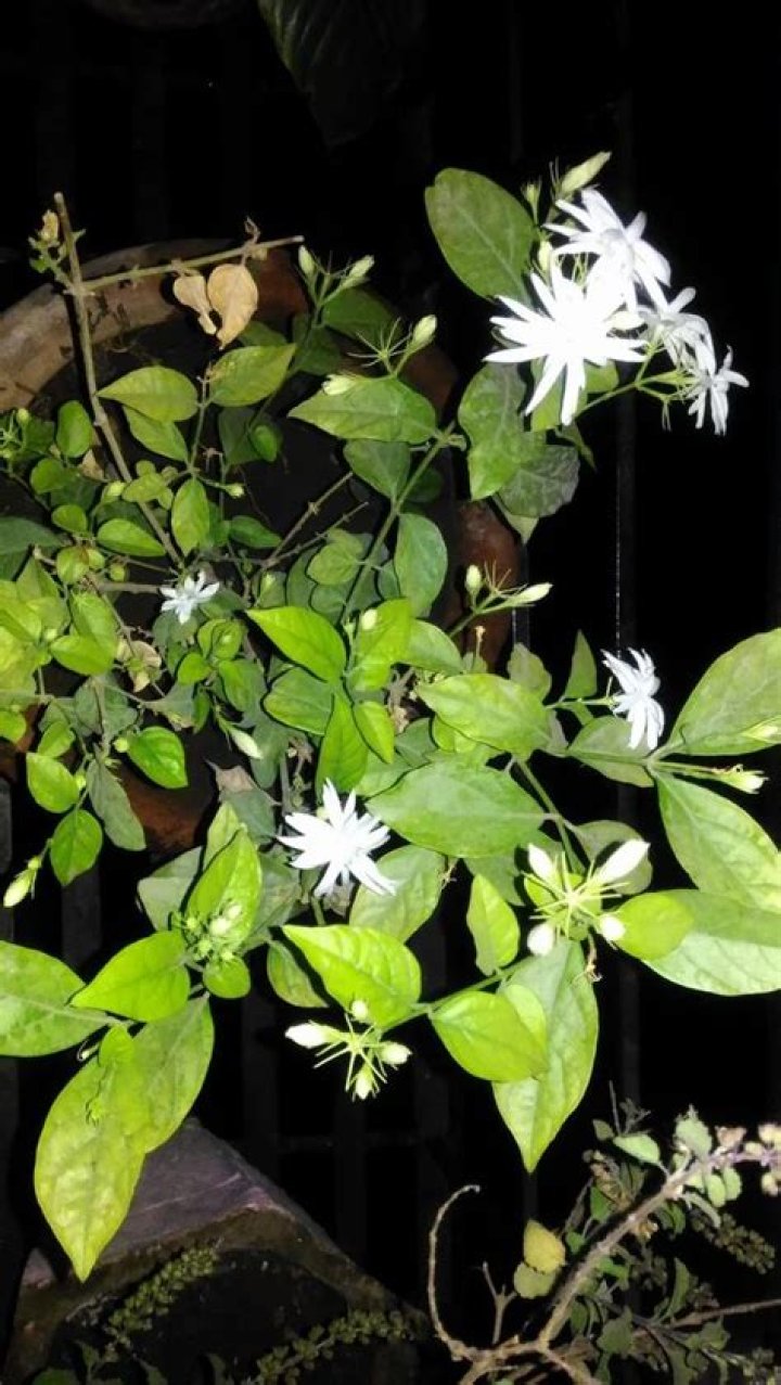 Does sambac jasmine need full sun