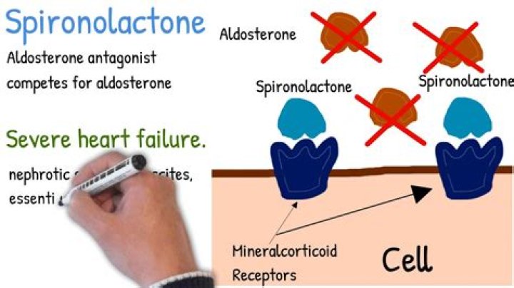 Does spironolactone affect muscle growth