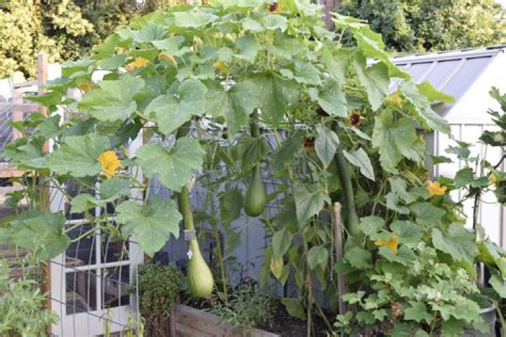 Does summer squash need a trellis