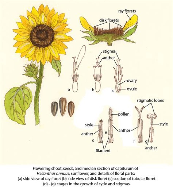 Does sunflower reproduce sexually