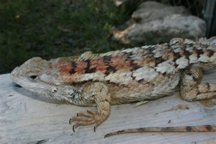 Does Texas spiny lizards bite