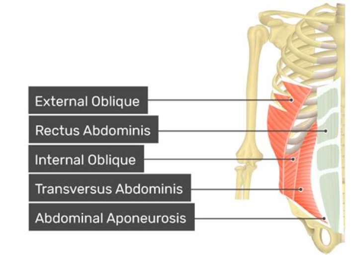 Does the rectus abdominis flex the trunk