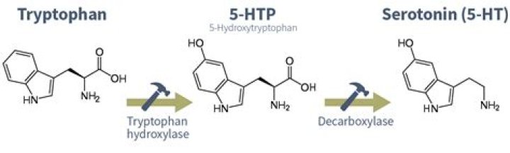 Does Tryptophan make serotonin